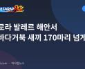 아우로라 발레르 해안서 푸른바다거북 새끼 170마리 넘게 방류
