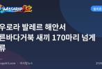 아우로라 발레르 해안서 푸른바다거북 새끼 170마리 넘게 방류