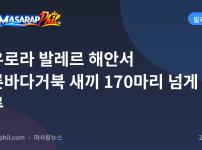 아우로라 발레르 해안서 푸른바다거북 새끼 170마리 넘게 방류